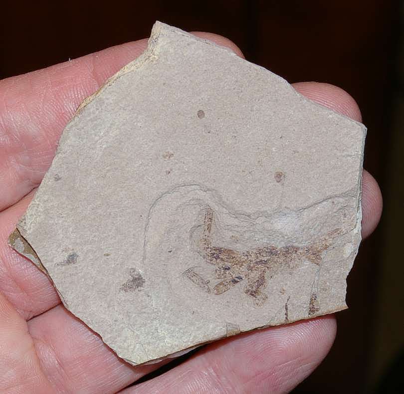 Oligocene crab 