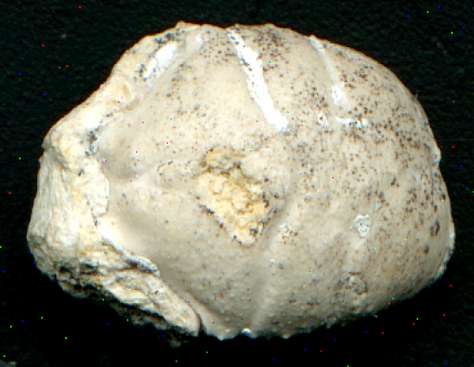 Fossil crab Pithonoton elongatum