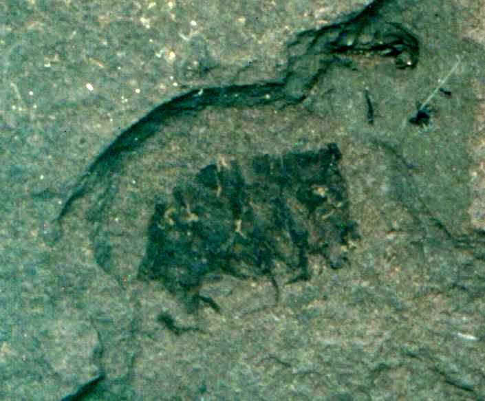 Fossil Amphipoda