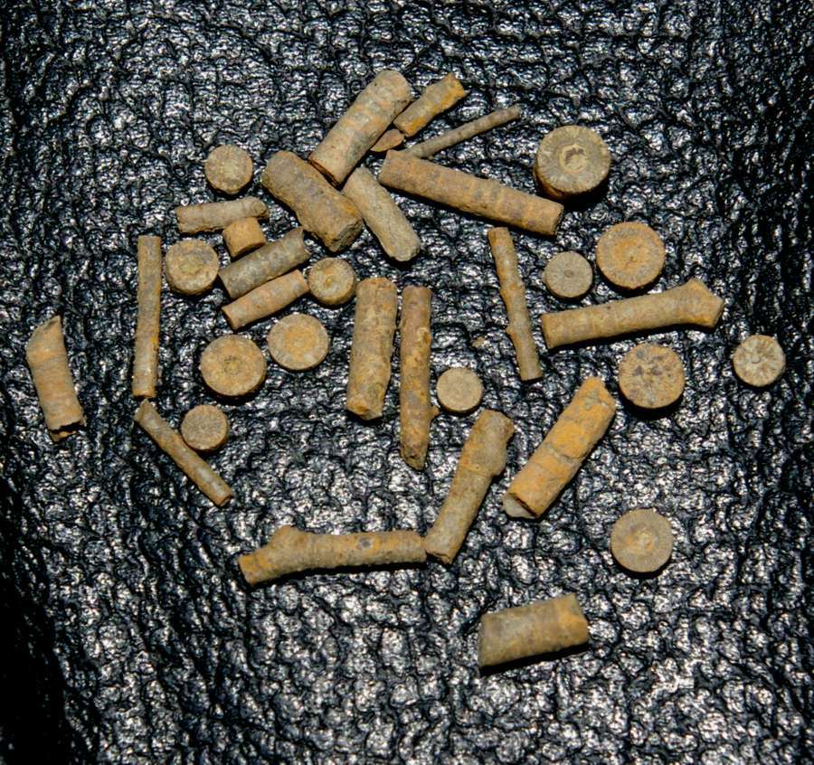  Famenian Crinoids , www.amberabg.com
