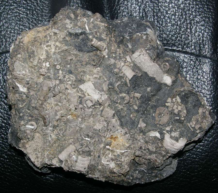  Carboniferous, Upper Visean Crinoids, www.amberabg.com