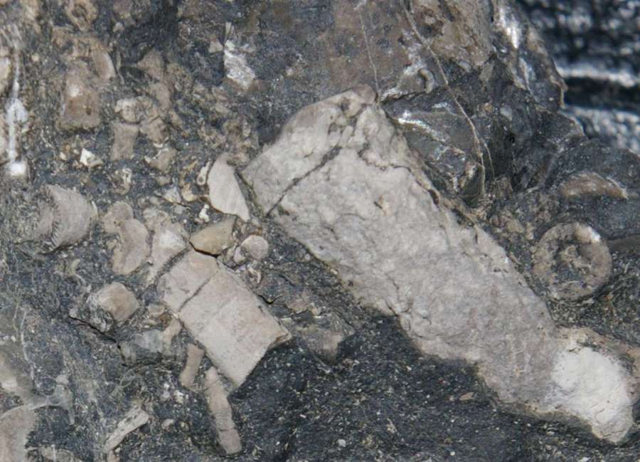  Carboniferous, Upper Visean Crinoids , www.amberabg.com