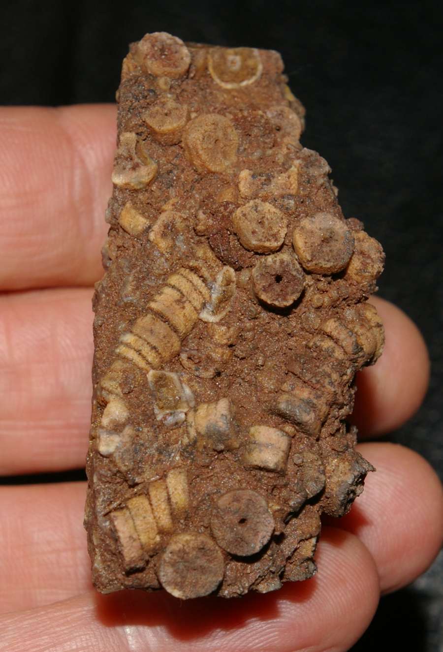 Givetian Crinoids , www.amberabg.com