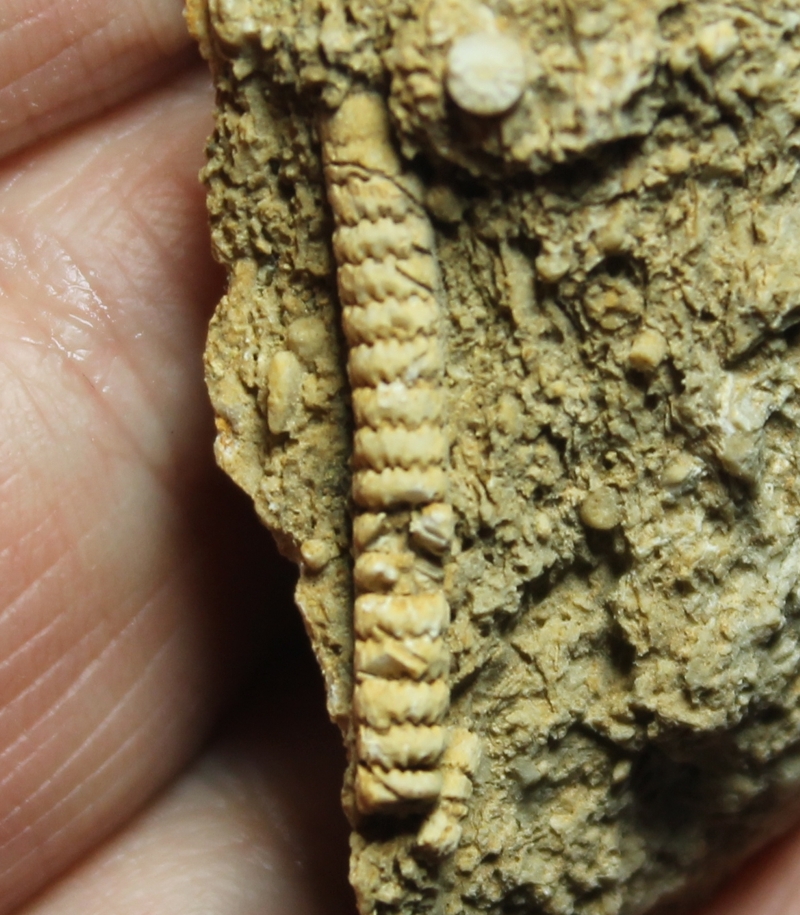  Triassic Givetian Crinoids , www.amberabg.com