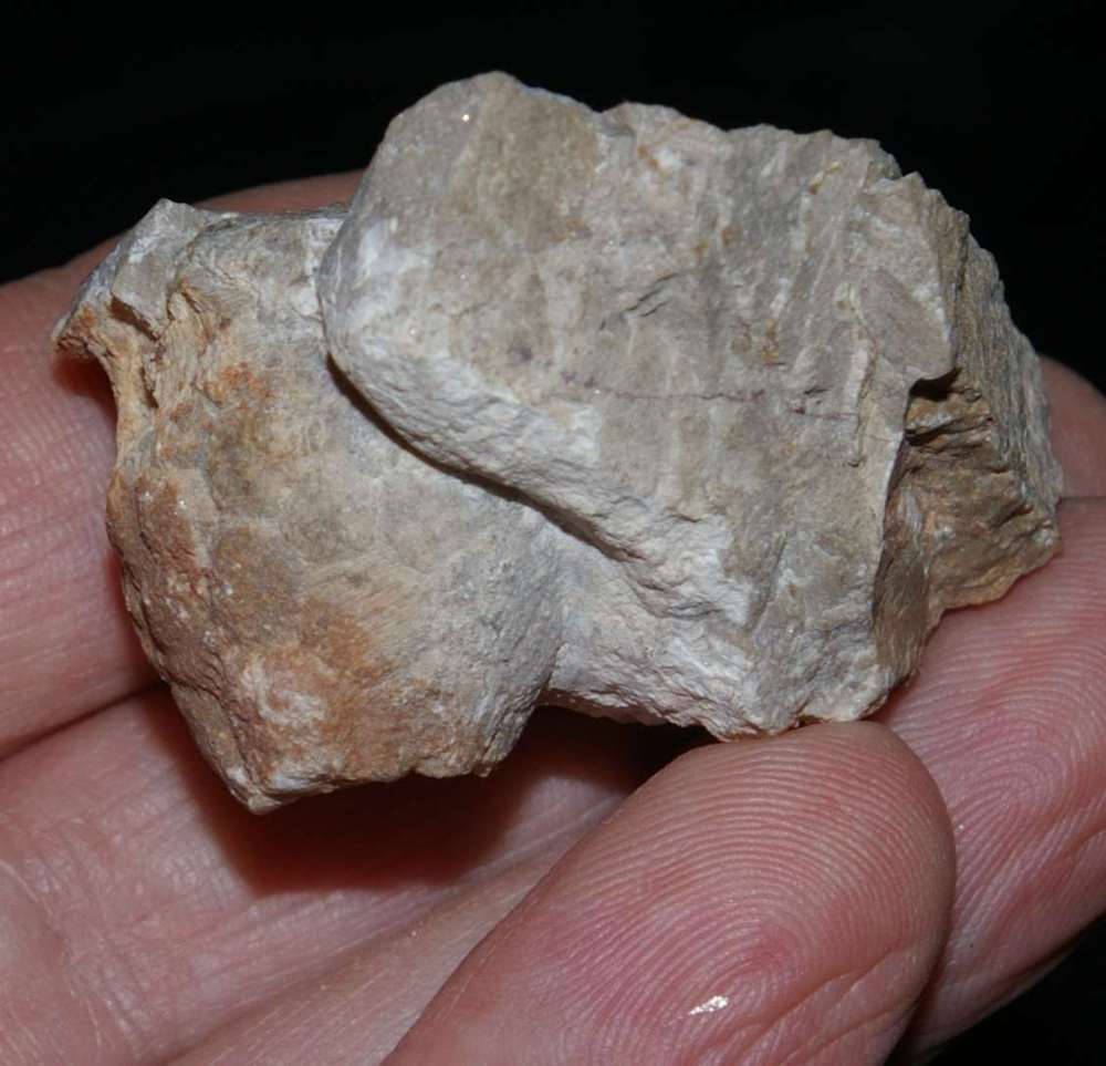  Famenian Crinoids , www.amberabg.com