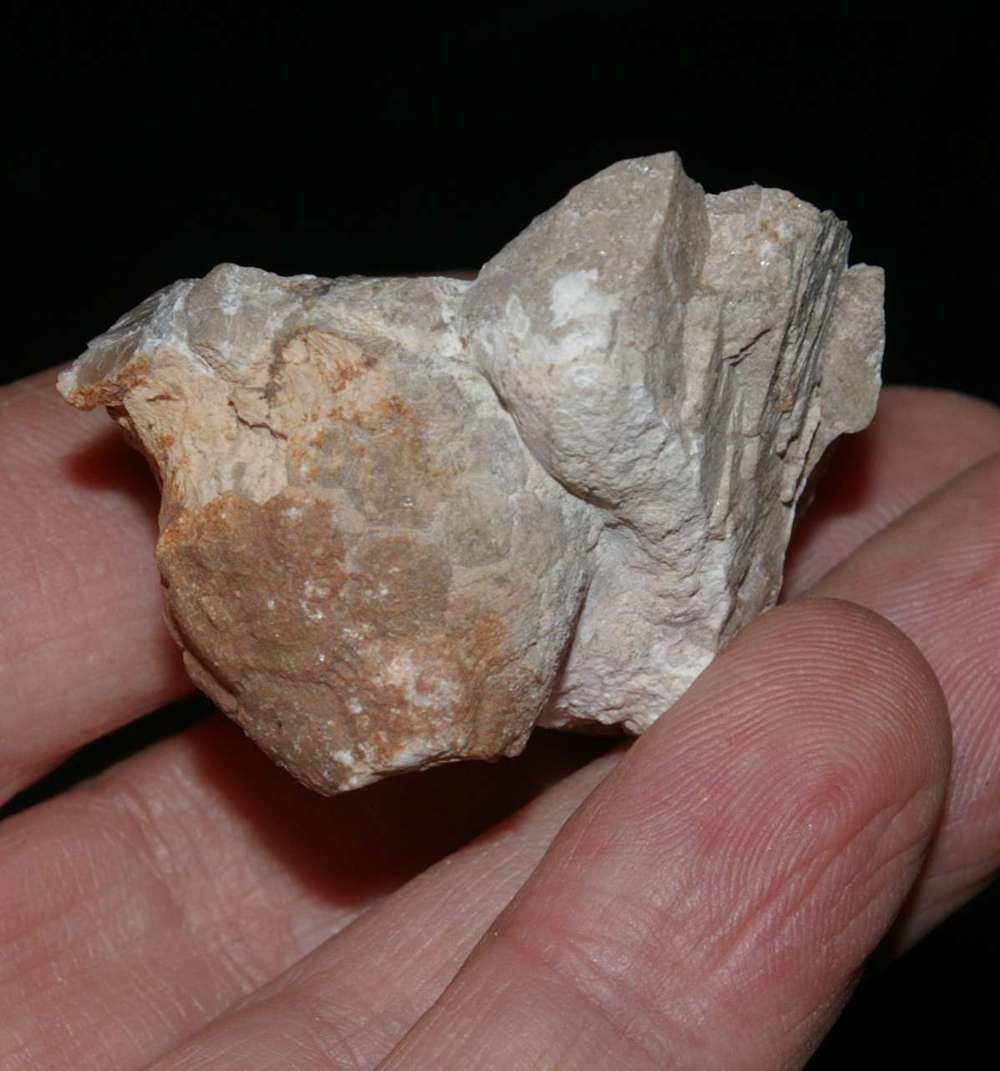  Famenian Crinoids , www.amberabg.com