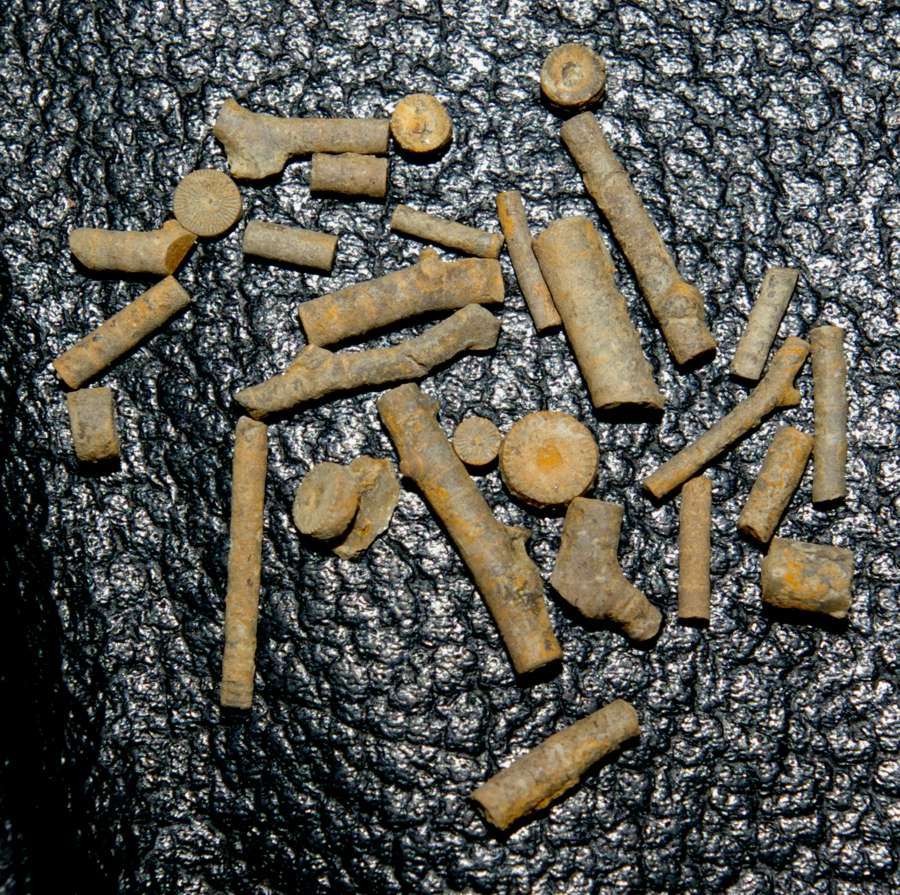  Famenian Crinoids , www.amberabg.com