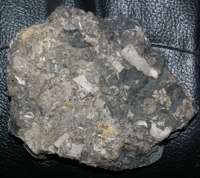  Devonian, Givetian crinoids