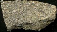  Fossil Crinoid