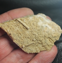  Fossil Crinoid, Dadocrinus