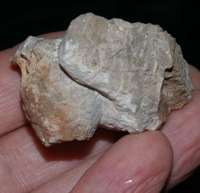  Devonian, Givetian crinoids