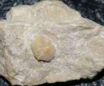 Fossil crab
