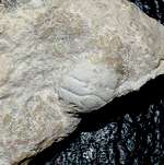  Fossil crab