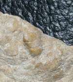  Fossil crab