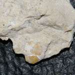  Fossil crab