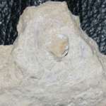  Fossil crab