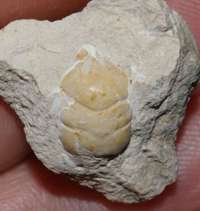  Fossil crab