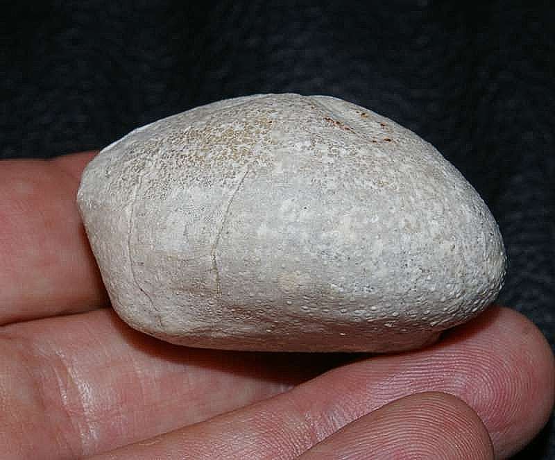  Micraster glyphus