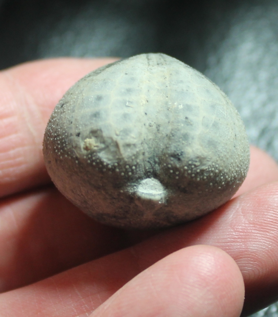 Micraster gibbus