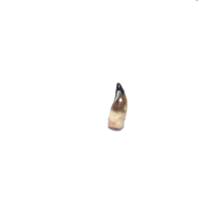Fossil tooth