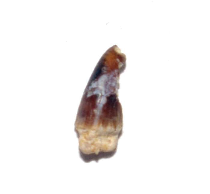 Fossil tooth