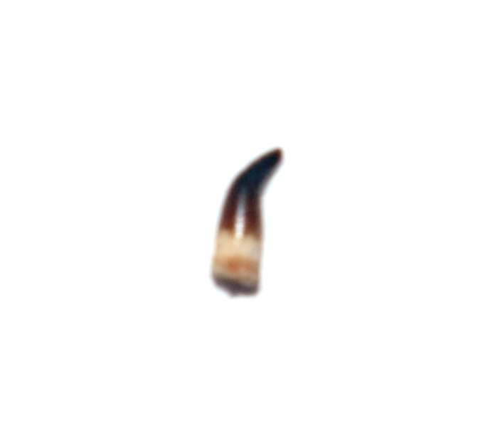 Fossil tooth