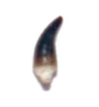 Miocene fossil tooth