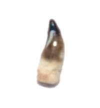 Miocene fossil tooth