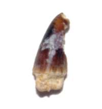 Miocene fossil tooth