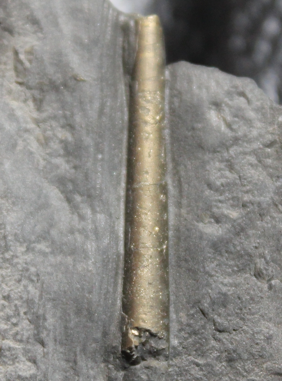 fossil nautilod