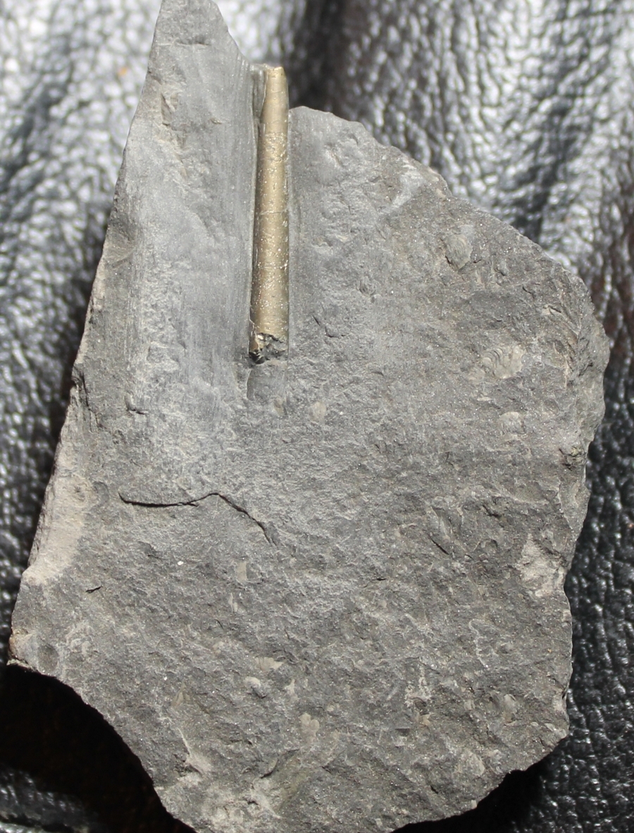fossil nautilod