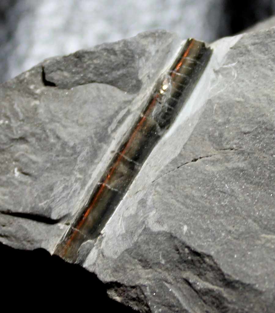 fossil nautilod