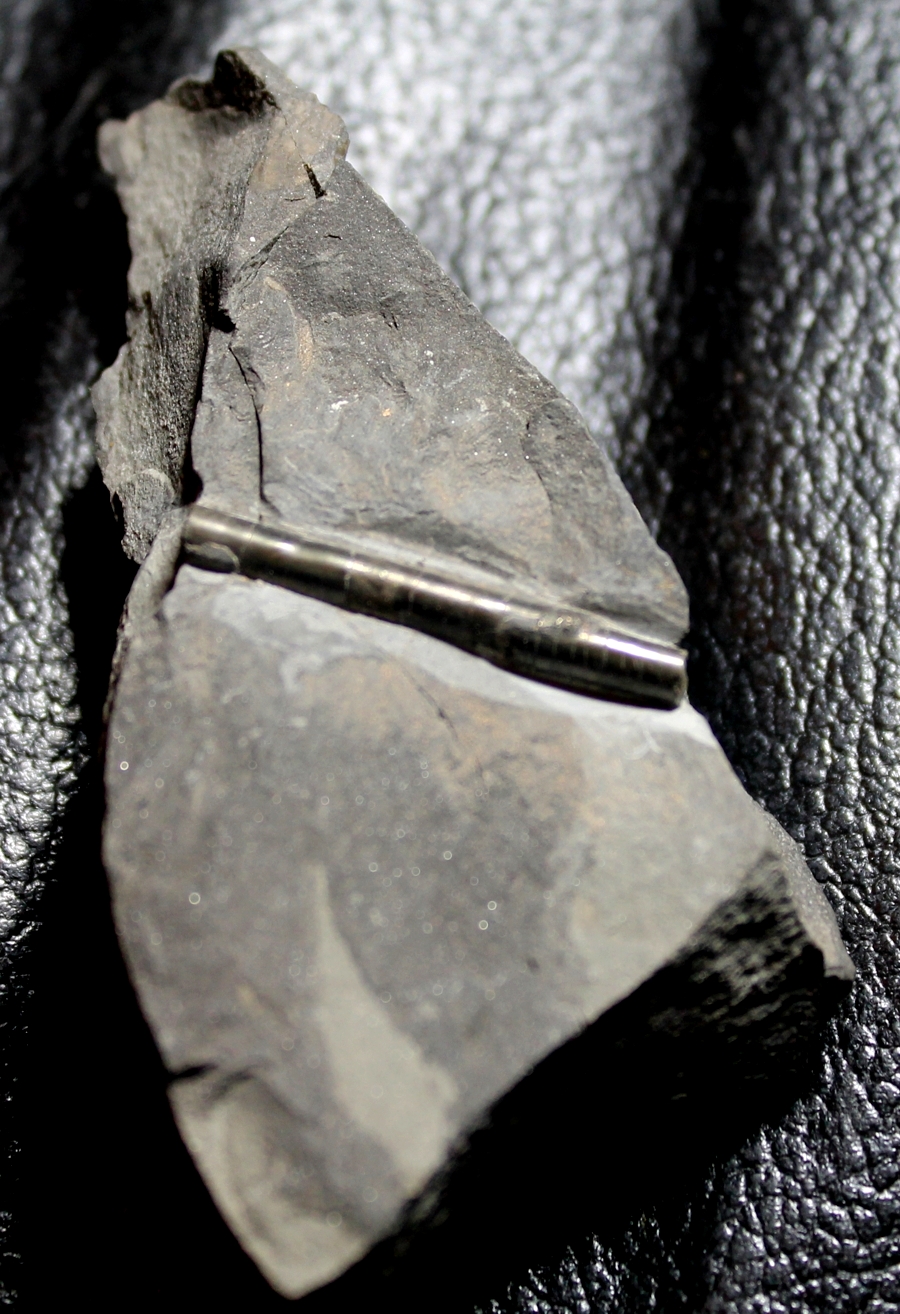 fossil nautilod