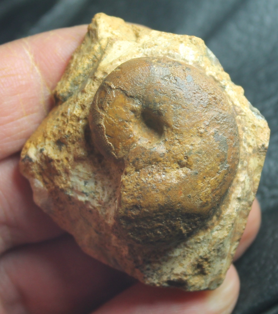 Paracenoceras calloviense