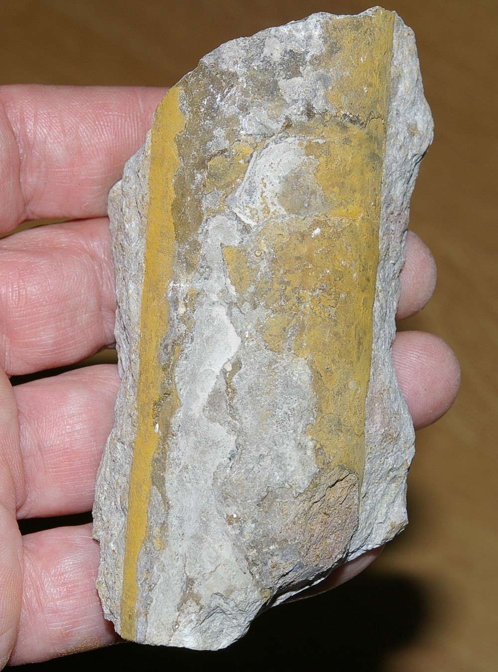 Orthoceras