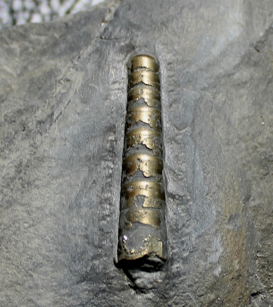 Bactrites
