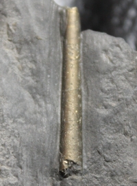 fossil nautilus