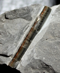fossil nautilod