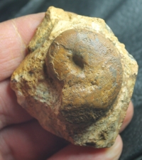 Paracenoceras calloviense