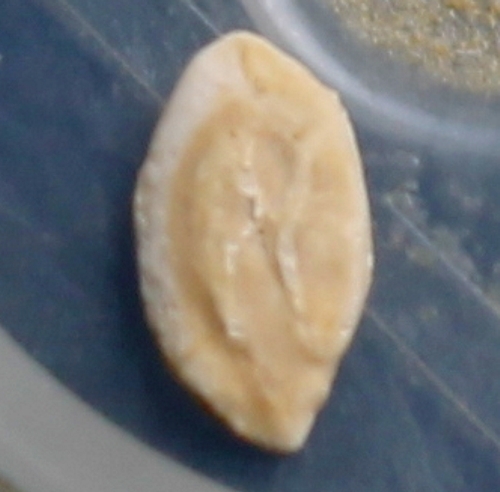 fossil Foraminifera