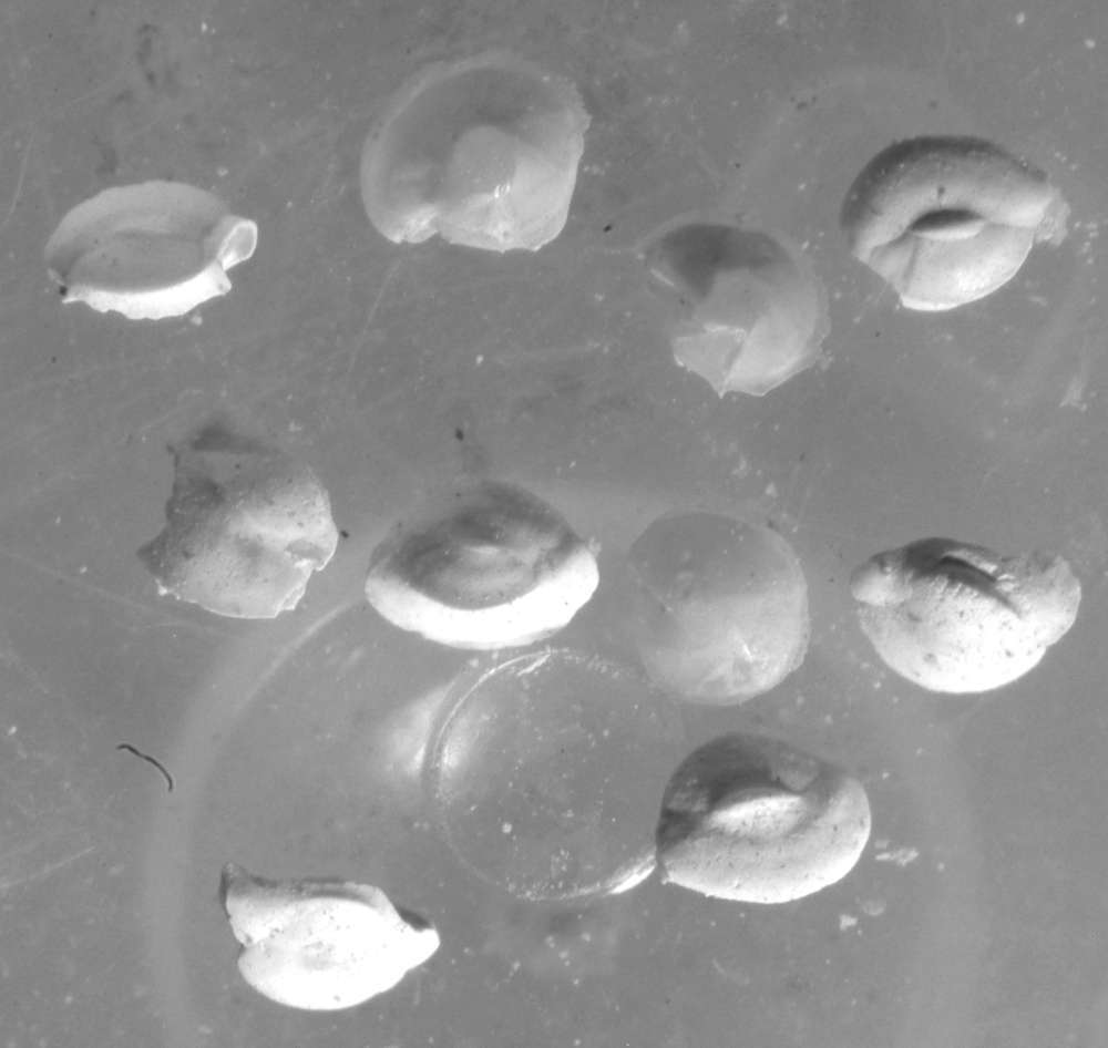 fossils Foraminifera