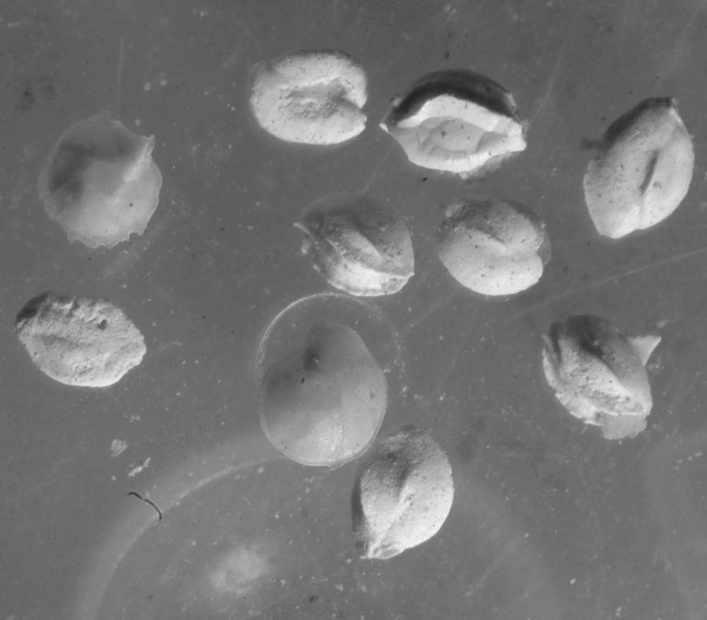fossils Foraminifera