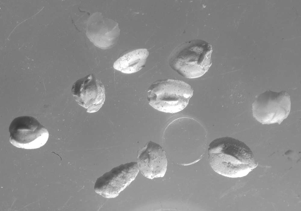 fossils Foraminifera