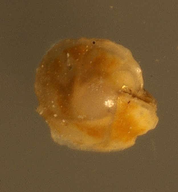 fossil Foraminifera