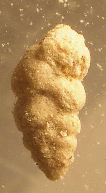 fossil Foraminifera