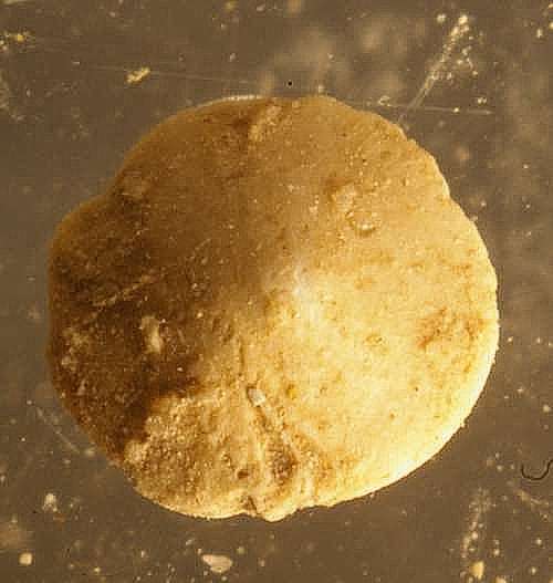 fossil Foraminifera