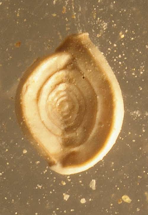 fossil Foraminifera