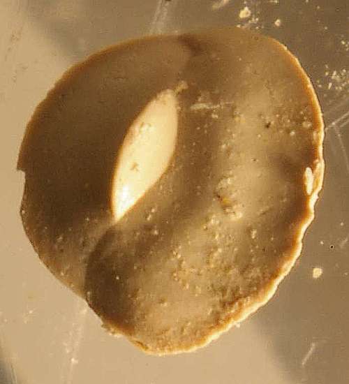 fossil Foraminifera