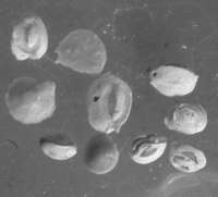 Fossils Foraminifera