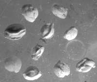 Fossils Foraminifera